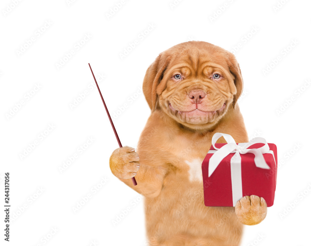 Poster smiling puppy with gift box holding pointing stick. isolated on white background