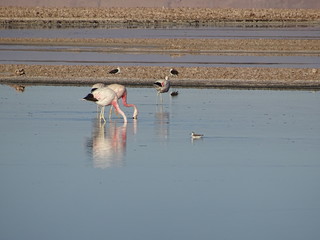 Flamants roses