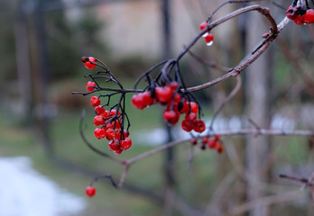 Berries in the winter