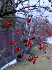 Red berries