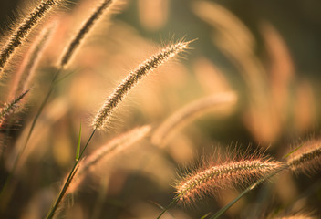Close up grass flowers  in the field,  Chiangmai  Thailand