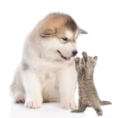 Alaskan malamute puppy with playful kitten. isolated on white background