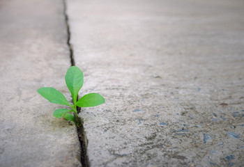 Ecology plant tree and environment drought growing on cracked street