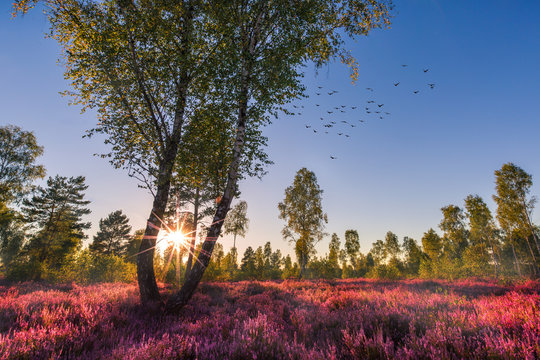 Heide / Heidekraut bl&uuml;ht mit Sonnenuntergang