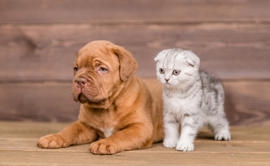 Puppy with kitten on wooden background looking away