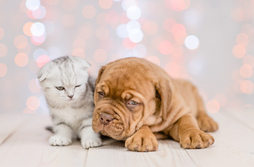 Obraz premium Cute puppy and baby kitten together on Christmas holidays background