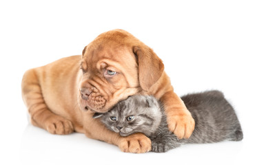 Bordeaux puppy embracing kitten an dlooking away. isolated on white background