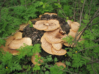 Polyporus squamous grows on a tree stump in forest, Ukraine.