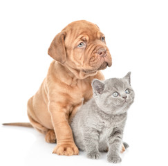 Bordeaux puppy and gray kitten looking up together. isolated on white background