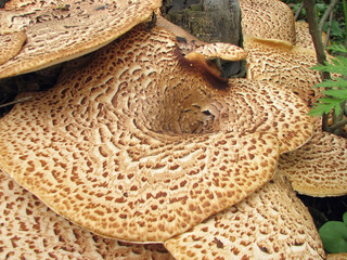 Polyporus squamous grows on a tree stump in forest, Ukraine. Closeup.