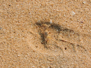 Krebs im Sand