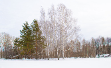 beautiful winter forest