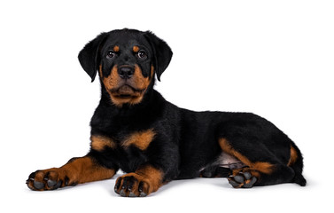 Cute purebred Rottweiler dog pup laying down side ways, head up looking with sweet eyes straight ahead at camera. Isolated on white background.