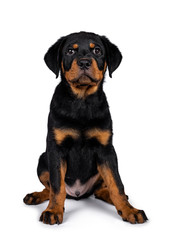 Cute purebred Rottweiler dog pup sitting straight up facing front. Cute face looking with sweet eyes to lens camera. Isolated on white background.