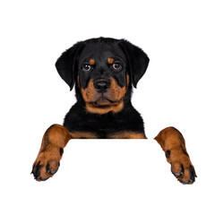 Head shot of cute purebred Rottweiler dog pup hanging with paws over white banner / edge / area. Cute face looking with sweet eyes to lens camera. Isolated on white background.