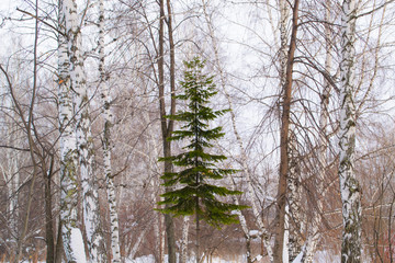 beautiful winter forest