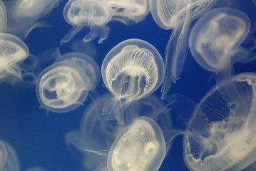 jellyfish in water