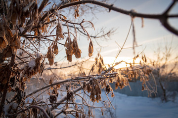 Ash maple tree brunches at winter