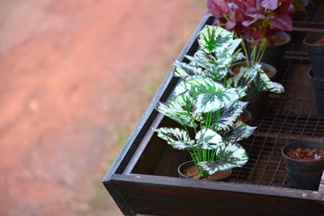 plant in balcony