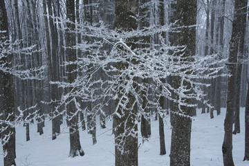 beech forest with icy branches