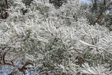  Frost-covered pine branches on a frosty winter day