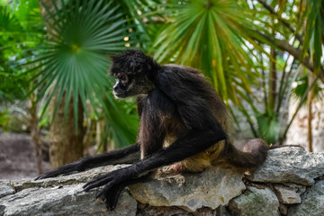 Spider Monkey on Wall