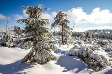 Winter auf dem Schliffkopf im Schwarzwald