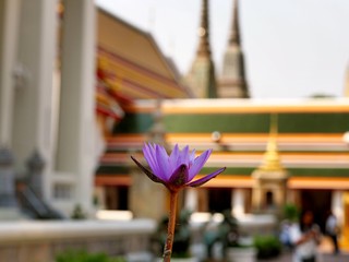 Wat Pho, Bangkok, Thailand as a famous landmark that attract travellers all over the world. This temple located near Wat Phra Kaew that also be the highlight in all travelling plan.