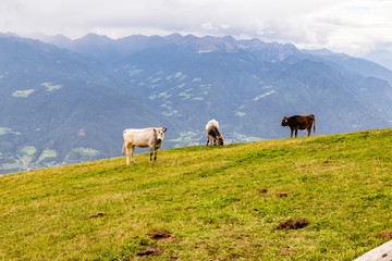 Fototapeta premium cattle on meadow, south tyrol, italy