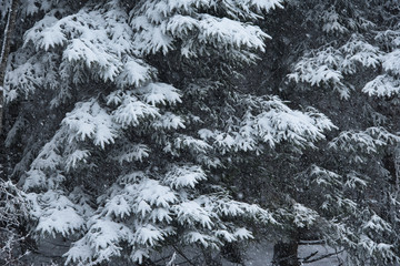 snow on the fir branches