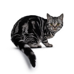 Cute dark tabby British Shorthair cat kitten, sitting / standing / turning side ways looking at camera. Tail hanging from edge. Isolated on white background.