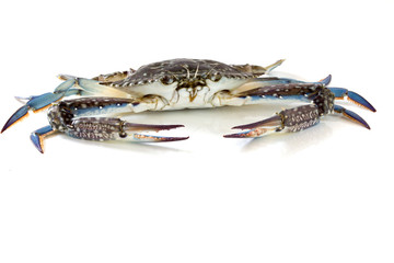 Flower crab, Blue crab, Blue swimmer crab (Portunus pelagicus) isolated on white background