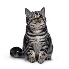 Fototapeta premium Cute dark tabby British Shorthair cat kitten, sitting facing front looking side ways above camera. Tail beside body. Isolated on white background.