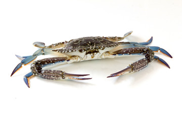 Flower crab, Blue crab, Blue swimmer crab (Portunus pelagicus) isolated on white background