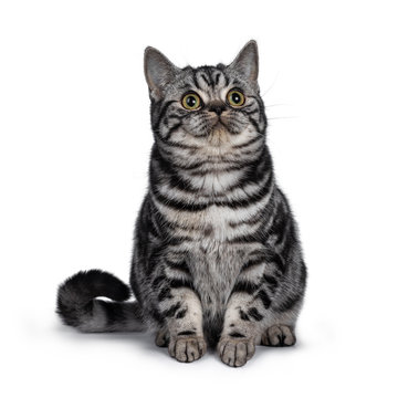 Cute dark tabby British Shorthair cat kitten, sitting facing front looking side ways above camera. Tail beside body. Isolated on white background.