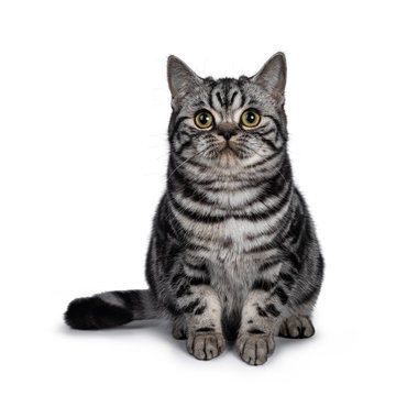 Cute dark tabby British Shorthair cat kitten, sitting facing front looking straight ahead above camera. Tail beside body. Isolated on white background.
