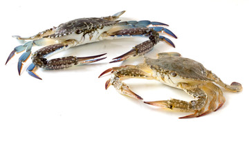 Flower crab, Blue crab, Blue swimmer crab (Portunus pelagicus) isolated on white background