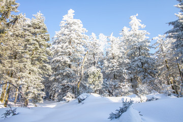 Winter auf dem Schliffkopf im Schwarzwald