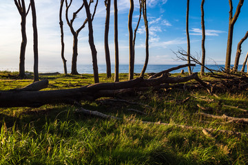 Küstenwald an der Ostsee bei Nienhagen