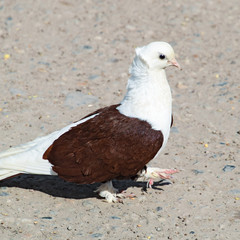 Purebred white-brown pigeon