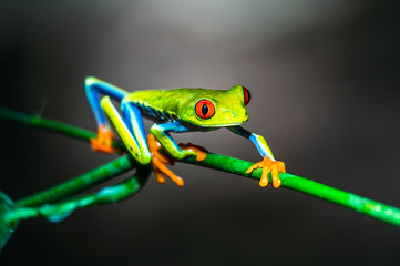 Red-eyed Tree Frog, Agalychnis callidryas, sitting on the green leave in tropical forest in Costa Rica.