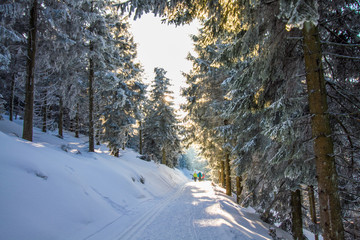 Winter auf dem Schliffkopf im Schwarzwald