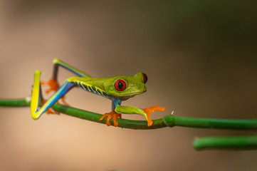 Red-eyed Tree Frog, Agalychnis callidryas, sitting on the green leave in tropical forest in Costa Rica.
