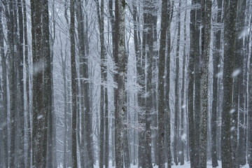 snowing in the beech forest