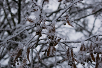 Frostige Äste mit gefrorenen Samenkapseln im Winter