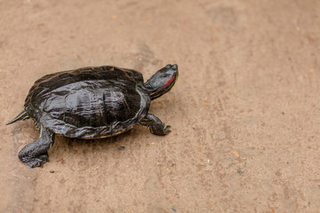 Turtle walking on the ground.copy space. animal's life , reptile, nature care. pet
