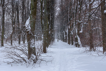 Skier on a trail in the winter forest during a snowfall