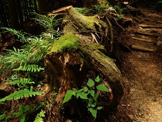 ゾウに見える木の根