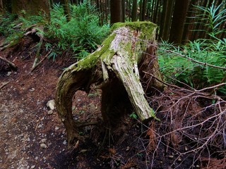 ゾウに見える木の根