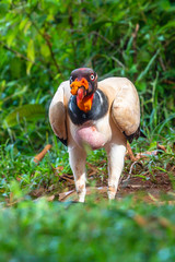 King vulture, Sarcoramphus papa, large bird found in Central and South America. Flying bird, forest...